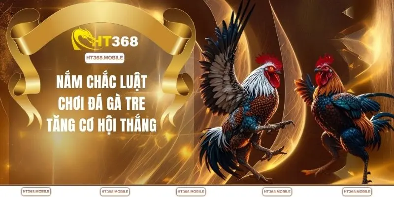 Nắm chắc luật chơi đá gà tre tăng cơ hội thắng
