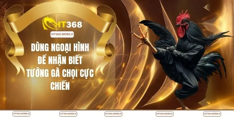 Dùng ngoại hình để nhận biết tướng gà chọi cực chiến